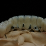 ceramo-implant4.jpg